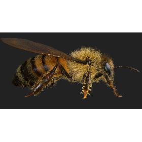 Bee(Rigged)(Animated) model